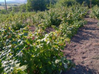 Продам саженцы малины, сорт полана