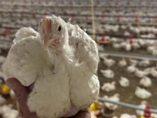 Птицеферма на Протягайловке приглашает на работу оператора