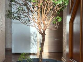 Большие растения для дома или офисов!