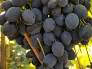 Виноград Молдова