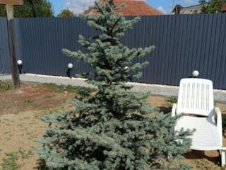 Продам Голубую ель. 2.3 метра