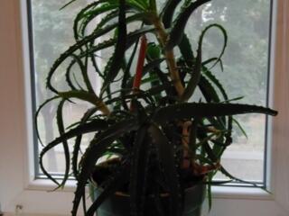 Цветы алое, сансевьерии, корзинки