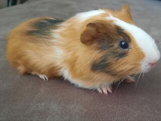 Морская свинка