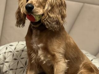 Английский кокер-спаниель,