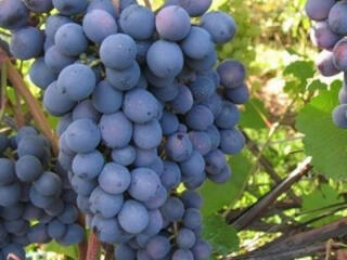Продам виноград с куста