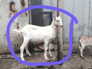 Продам козликов белых безрогих разных возрастов. Продам домашних петухов 250