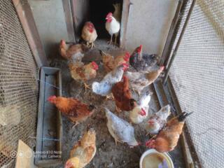 Продам домашних петухов 250 руб шт. 077729190.