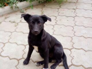 Отдам в добрые руки