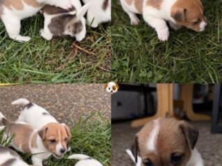 Puișori Jack Russell Terrier 