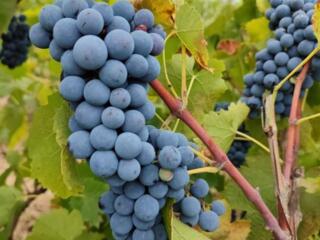 Продам виноград