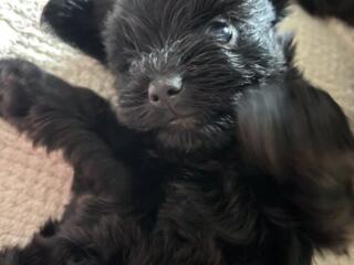 Продается york