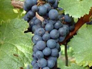 Продам виноград