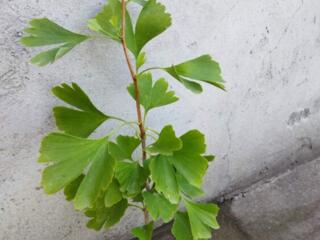 Продам Гинкго билоба 200 руб. Бендеры 077848104.