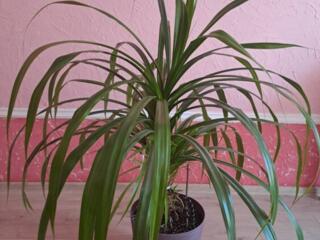 Pandanus (винтовая пальма), 1.2 м