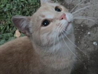 Ищем новую семью замечательному солнышку