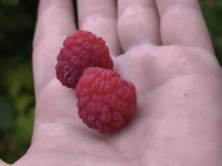 В продажу поступили саженцы малины(ремонтантной)