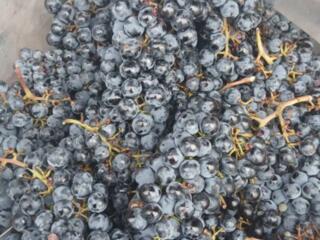 Продам чистый Каберне