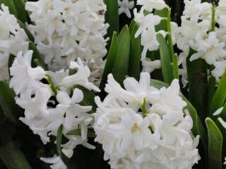 Продам луковицы цветов гиацинт голландский королевский белый крупный