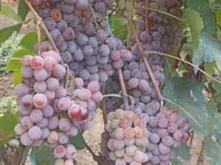 Продам виноград