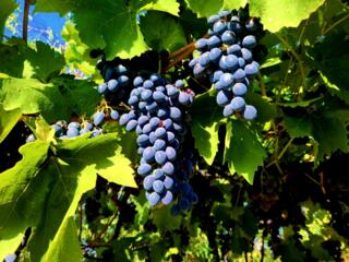 Продам виноград "Молдова"