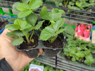 Продам рассаду клубники от материнского куста