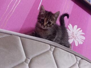 Пёстрая кошечка