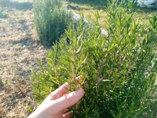 Продам розмарин, тимьян, чабрец и другие саженцы под заказ