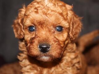Toy Poodle red brown Toй Пудель Щенки ред браун