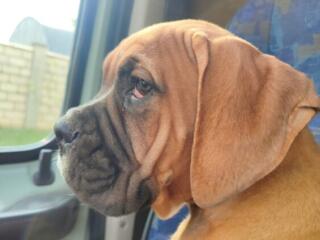 Маленькие боксерчики