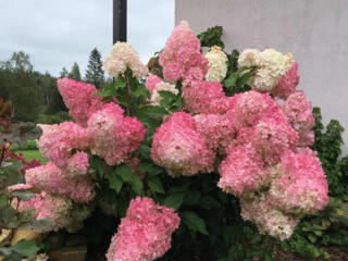 САЖЕНЦЫ ДЕКОРАТИВНЫХ КУСТАРНИКОВ