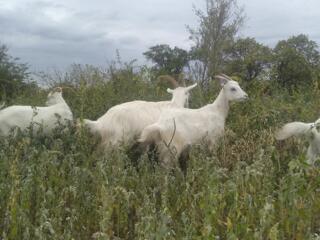 Продаю коз.... недорого