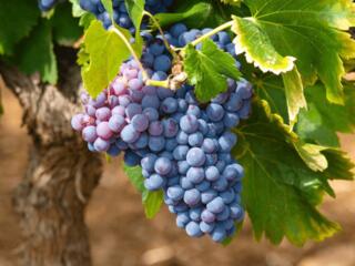 Виноград Изабелла