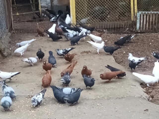 Продам голубей: почтовых, бакинцев, одесситов.