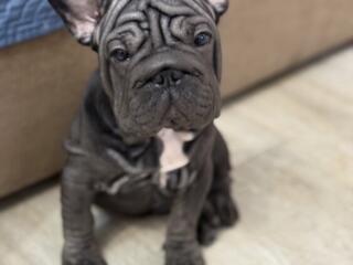 Французский бульдог