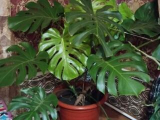 Комнатные цветы