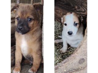 Отдам щенков