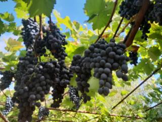 Продается виноград
