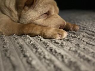Vând Shar Pei