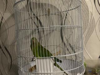 Продам клетку для попугаев 900 лей