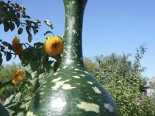 Тыква... Лагенария Пёстрый лебедь (Speckled Swan)