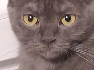 Кошку в добрые руки