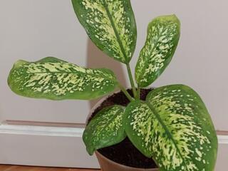 Диффенбахия 3 сортов. Доставим.