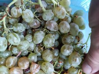 Виноград Яловенский