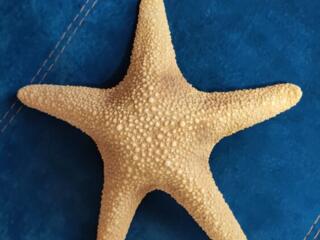 Морская звезда