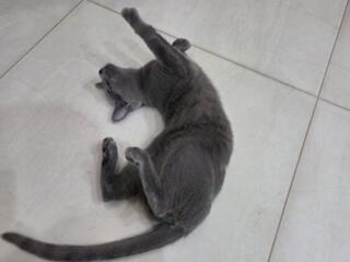 Pisică Russian Blue