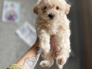 Maltipoo F1