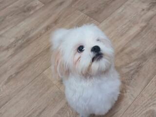 Продам щенка породы ши-тцу