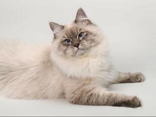 Срочно! В Бендерах, потерялась кошка!