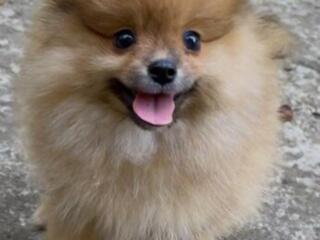 Продается щенок шпица