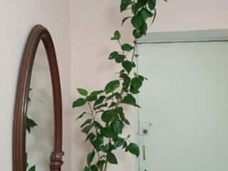 Роза китайская, Герань